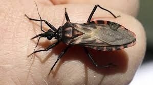 Con la llegada del calor, alertan por el avance del Chagas en San Juan