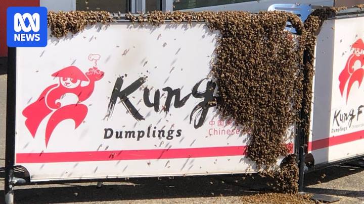 Thousands of bees swarm Wagga Wagga CBD