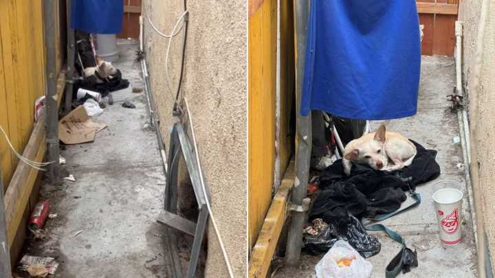 California Dog Breaks Hearts As He Endures A Week Alone In An Abandoned House