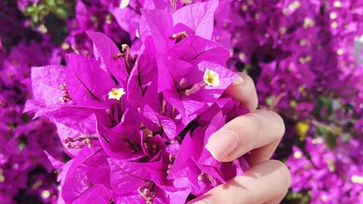 El truco casero de la abuela para revivir una buganvilla y que se llene de flores