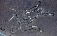 Una autopsia de 150 millones de años revela cómo murieron los pterosaurios