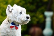 Gobierno llama a NO llevar mascotas a las fondas en Fiestas Patrias y advierte sobre los peligros