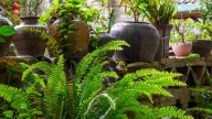 Fertilizante natural con dos productos; ideal para el cuidado de las plantas