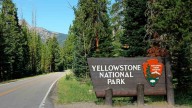 Bear attacks Yellowstone hiker