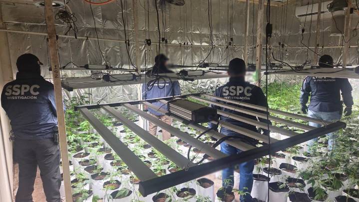 Desmantelan invernadero de mariguana en CdMx