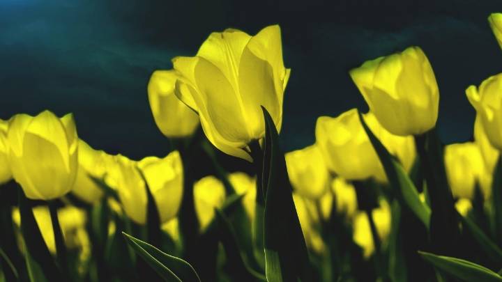¿Qué se celebra y por qué se regalan flores amarillas cada 21 de septiembre?