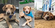 Ziau, el perro que llegó por refugio y se convirtió en símbolo de amor en el Hospital San Juan de Dios