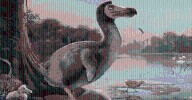 ¿El dodo 'resucitará?: Iniciativa genética buscará que ave histórica vuelva de la extinción después de más de 300 años