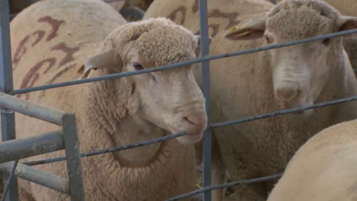 Caja Rural de Extremadura pone a disposición de los ganaderos afectados por Lengua Azul" financiación de 5 millones