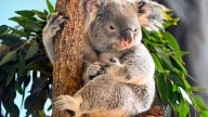 Brookfield Zoo says goodbye to koalas, new immersive exhibits coming