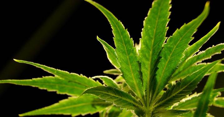 A drug made from marijuana reduced back pain in a large study