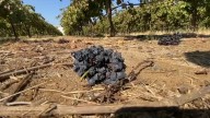 Rain-soaked hay and grapes pose challenges for Fresno State farm