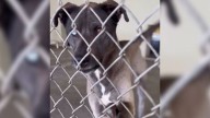 Dog Who Spent Years At California Shelter Rejoices After A Kind Person Finally Took Him Out To Have Fun