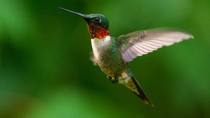 Draw Hummingbirds To Your Garden With One Fragrant Flower They Can't Resist