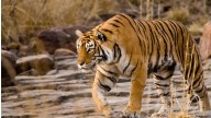 Odisha Villagers in Panic After Tiger Pugmarks Spotted