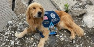 Beloved NE-TF1 K-9 Watson passes away near 10th birthday