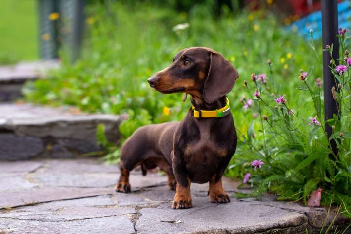 15 Adorable Dog Breeds Most Likely to Steal Your Heart