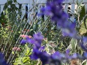 A look at the best times of day for watering, planting, pruning and other garden tasks