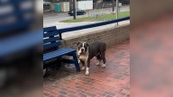 Texas Rescuers Discover Lonely Pup Tied To Park Bench Hoping For Love