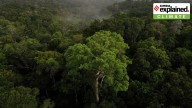 Amazon rainforest trees are getting bigger due to climate change: What a new study says
