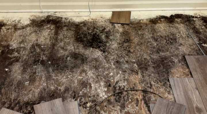 'There's no excuse': Congressman promises action for MacDill Air Force Base families concerned about mold