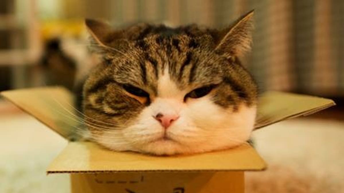 Maru, the record-breaking cat with a love of boxes, has died