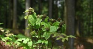 This clever plant mimics odor of injured ants to attract pollinators