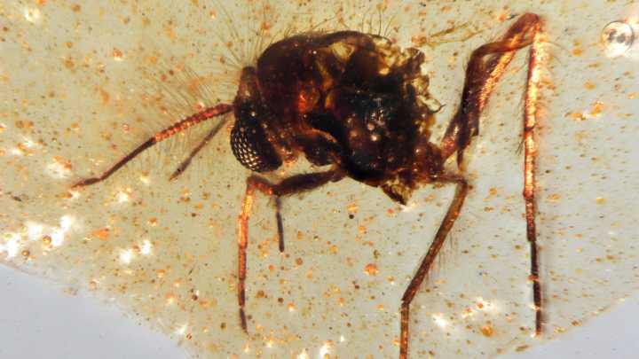 Discovery of insects trapped in amber sheds light on ancient Amazon rainforest