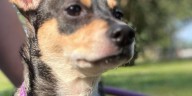 Quad City Animal Welfare Center, Humane Society of Scott County teaming up for free vaccine clinic for dogs