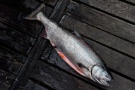 B.C. orders forage farmers to stop using water to protect endangered chinook salmon