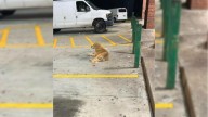 Golden Retriever Scavenging For Food In Georgia Finally Gets The Help He Desperately Needed