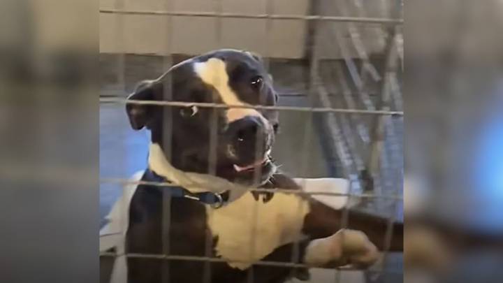 Oregon Foster Dad Turns Fear Into Joy For Pit Bull Who Meets His New Pack