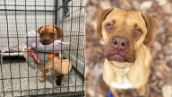 Virginia Shelter Pup Leaves Caregivers In Awe With Her Incredible Plush Toy Talent