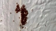 Vecinos de San Fermín denuncian plaga de garrapatas en Culiacán; piden intervención de Salud