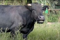 Cow Escapes Death by Running Away from a Slaughterhouse and Finding Support