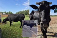Runaway cow dubbed 'Mootilda' gains cult following after crowdfunded  rescue from Arizona slaughterhouse