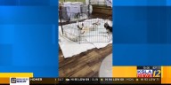 LA Baby Mommas pet rescue recovering after fire