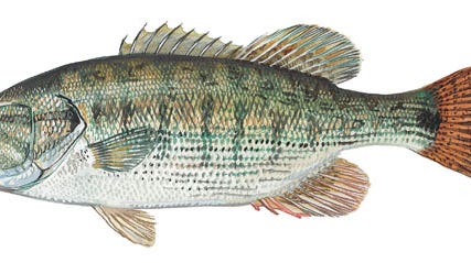 New bass species native to Savannah River system identified by scientists