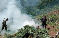 Destruyen plantío de marihuana y neutralizan artefactos explosivos en Moris