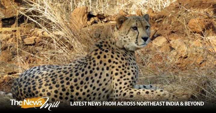 Project Cheetah: New big cats expected by year-end, talks on with Botswana, Namibia, Kenya