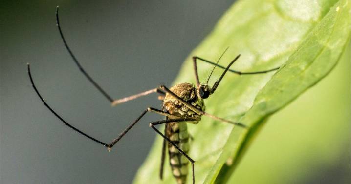 L.A. County confirms first 4 West Nile virus cases of the summer in local residents