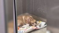 Virginia Dog With 'Past Baggage' Heartbreakingly Misses Out On A Family During Adoption Day