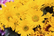 Flores amarillas el 21 de septiembre: una tradición que florece entre generaciones