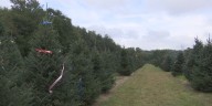 Chicopee farm to begin Christmas tree tagging this weekend