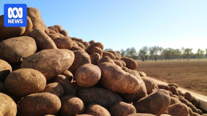Potato mop-top virus 'impossible' to eradicate, Biosecurity Tasmania says as ninth incursion detected