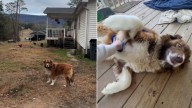 Georgia Dog's Sadness Turns Heads After Her Owners Move Out Without Her
