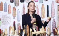 "Sin maíz no hay país": Sheinbaum contempla crear tortillerías de maíz nativo