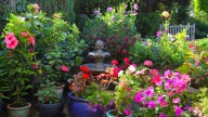 13 Gorgeous Companion Plants To Pair With Tropical, Flowering Hibiscus