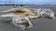 Descubren el cuerpo de una enigmática y colosal criatura marina que deja perplejo al mundo científico