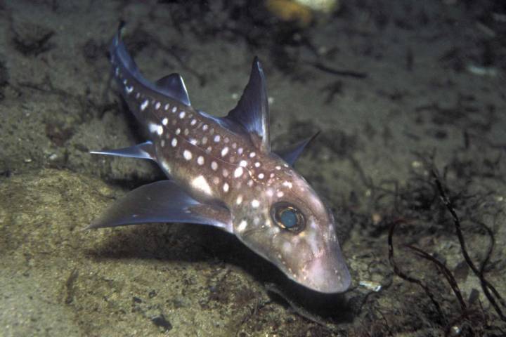 Ghost Sharks Grow Teeth Out of Their Foreheads for Sex, Groundbreaking Study Reveals